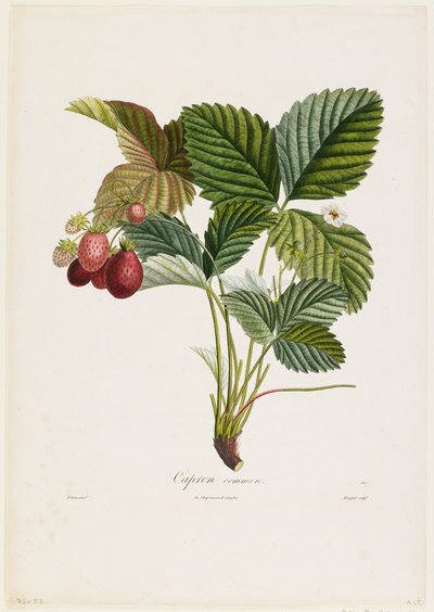 Capron commun. (Fragole), da Traite des Arbres Fruitiers, 1807-35 da Pierre Jean Francois Turpin